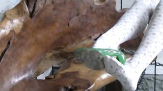 Blonde teen foot teasing in white & black stockings