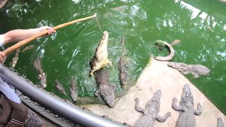 Crocodile feeding & Thai amateur GF wet cunt pleasing