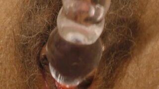 British COUGAR Alexia's Bushy Muff Playtime